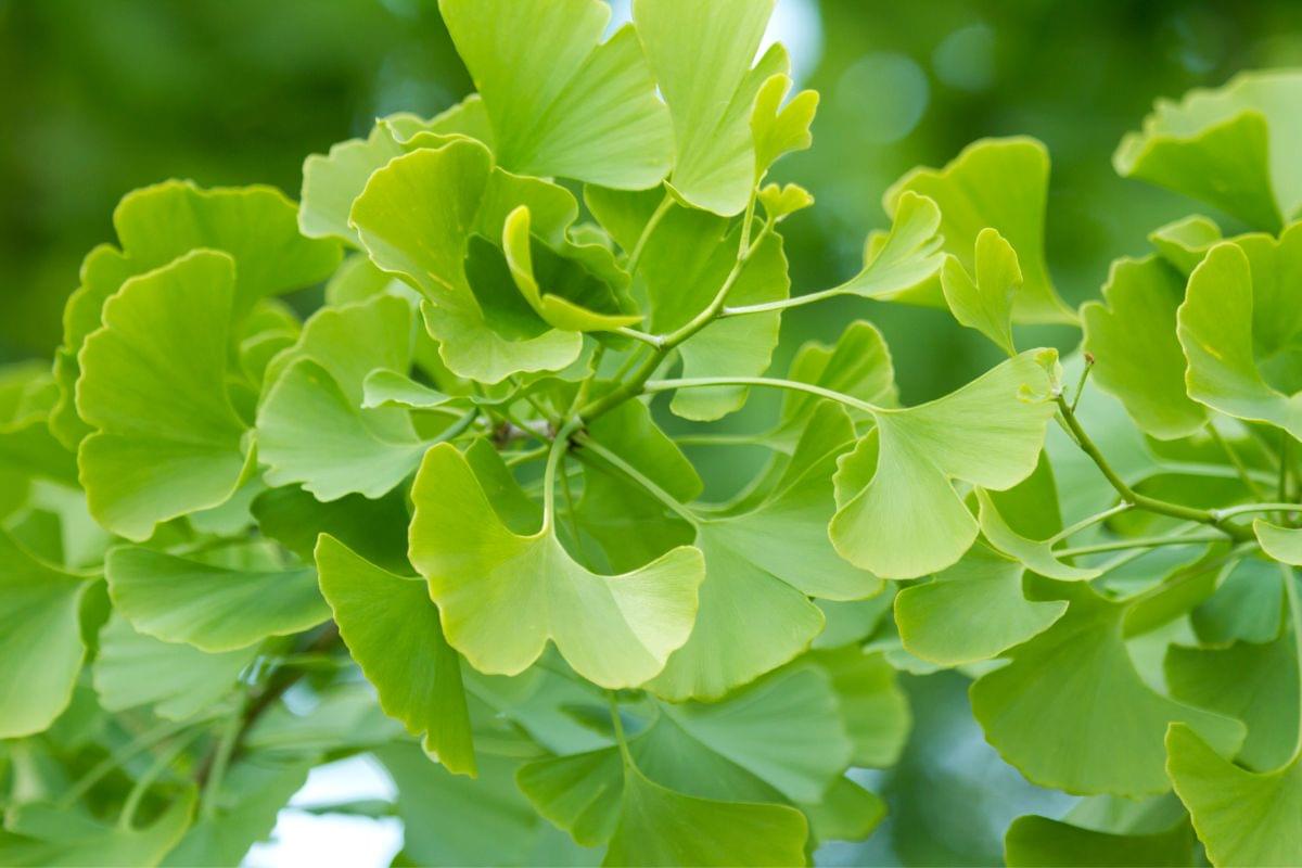 Ginko Biloba - Reprodução Canva