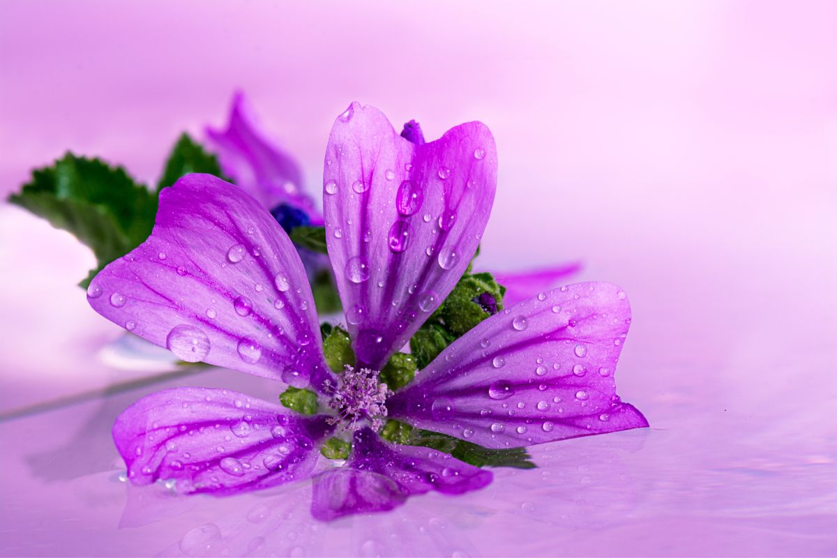 violetas sempre lindas e floridas- Reprodução Canva