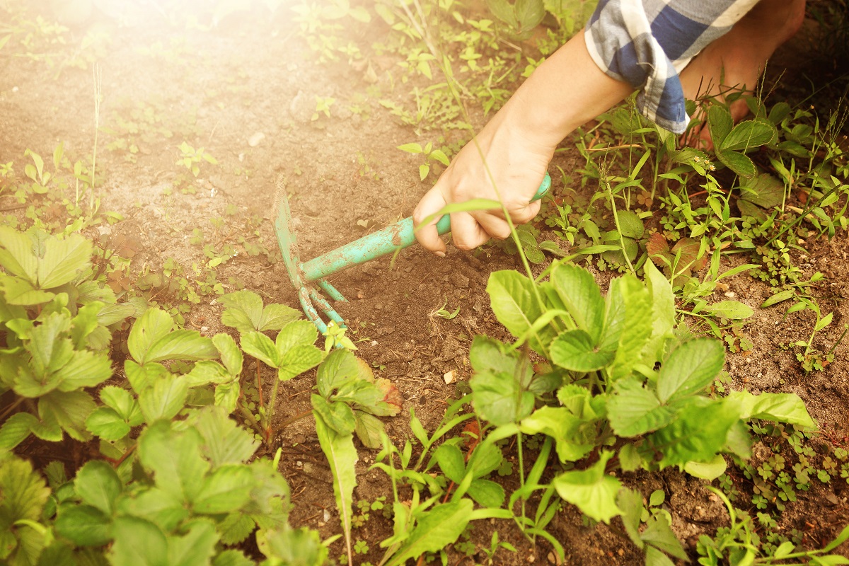 O vinagre é um ingrediente caseiro para eliminar ervas daninhas do jardim - Reprodução AdobeStock