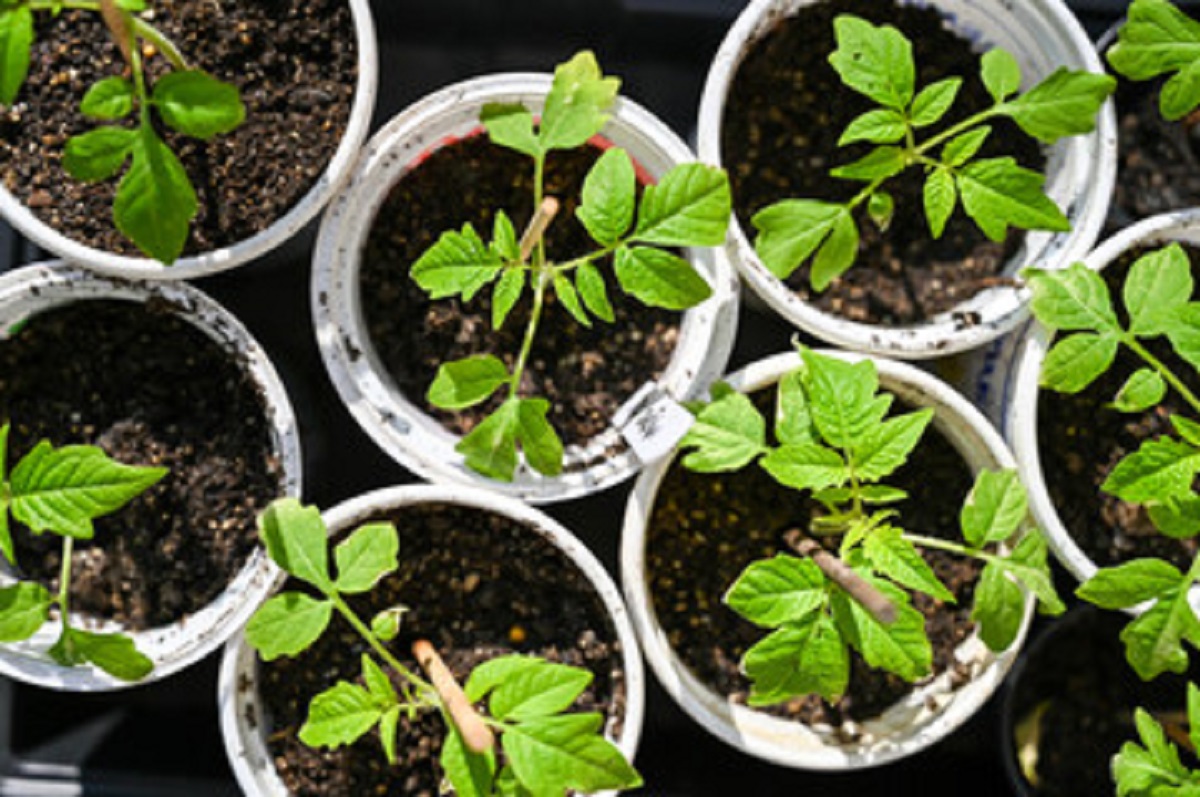 Planta símbolo do amor e boa sorte